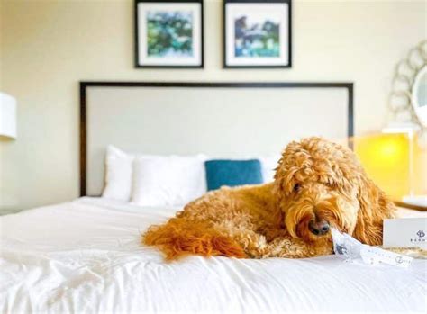 pet friendly b&b savannah ga.